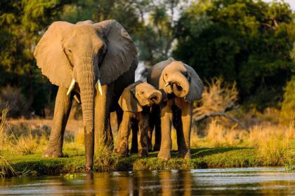 Wildlife Safaris: Encountering Nature's Magnificent Creatures