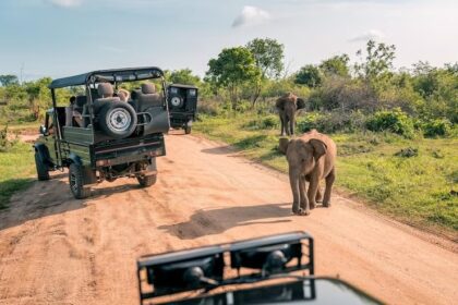 Sustainable Safari: Wildlife Conservation in Safari Travel