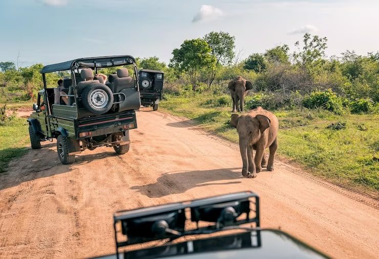 Sustainable Safari: Wildlife Conservation in Safari Travel