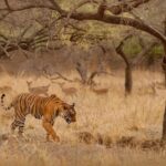 Wildlife Safaris: Encountering Nature's Magnificent Creatures