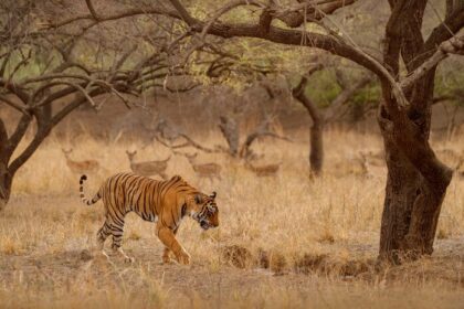 Wildlife Safaris: Encountering Nature's Magnificent Creatures